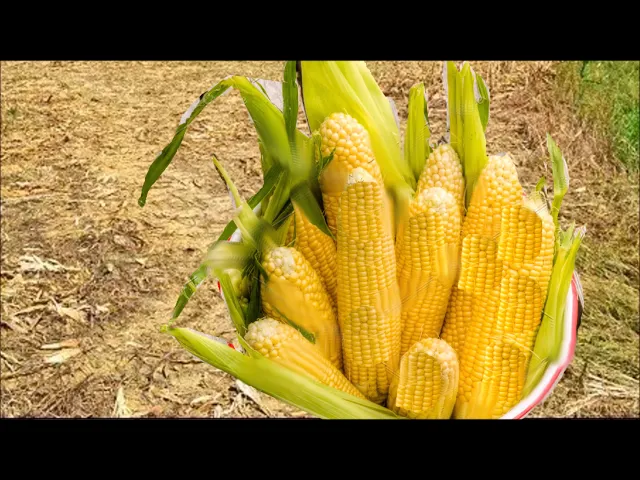 Sonic Underground: Jared's Pa Is Taken Away